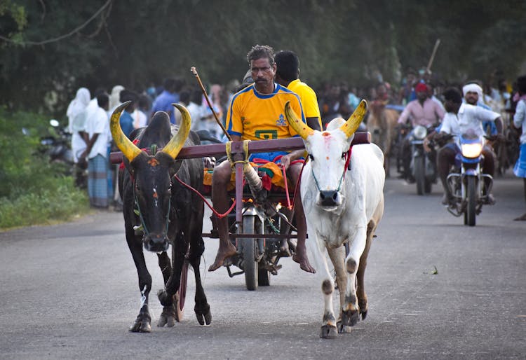 Farmer Riding A Bullock Cart