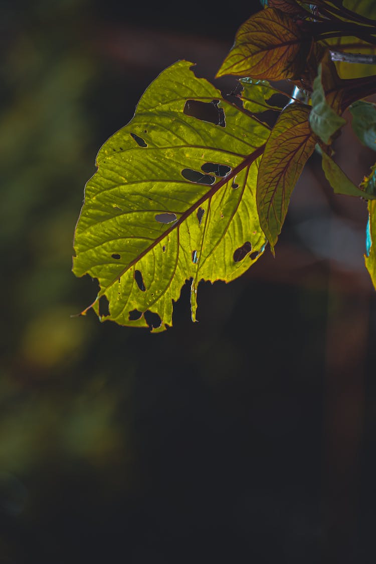 Green Withered Leaf Close-Up Photo