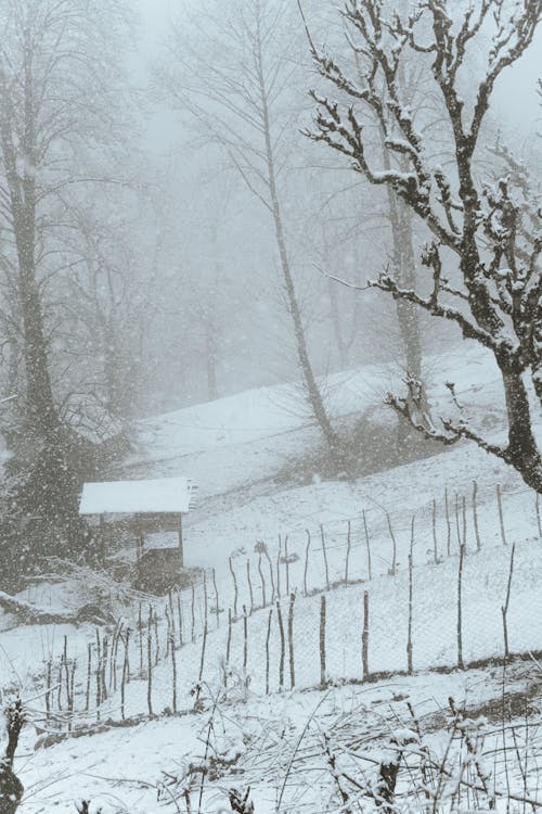  Snow Covered Ground with Bare Trees