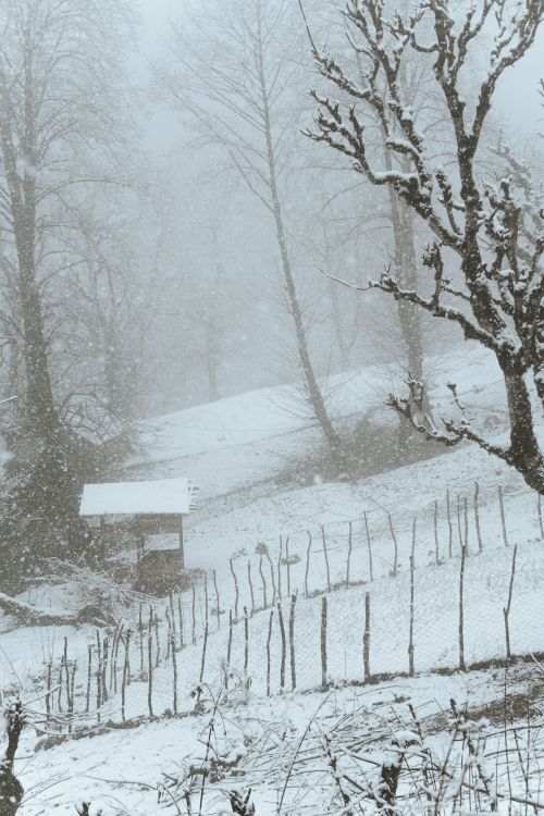 Free A tranquil winter scene featuring a snow-covered landscape with bare trees and a rustic fence. Stock Photo