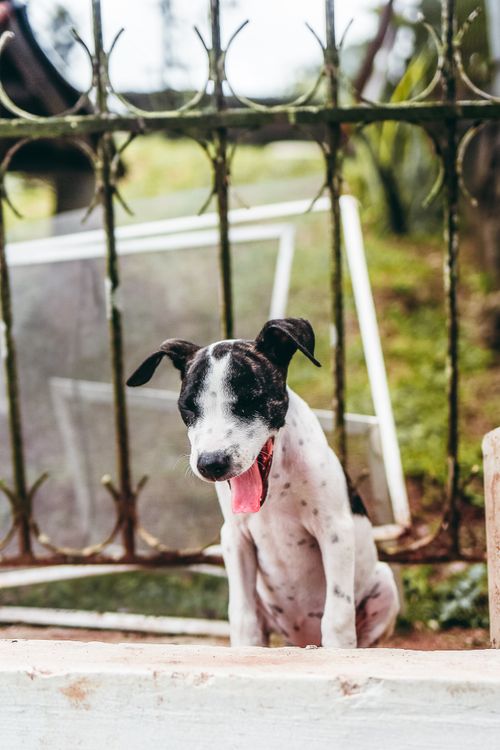 Free A cute Dalmatian puppy yawning behind an iron fence outdoors, adding a touch of charm. Stock Photo