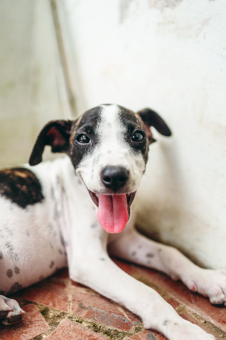 Jack Russell Terrier Dog Close-Up Photo