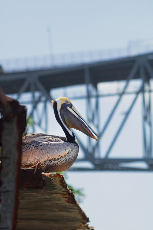 Pelican Sitting by Sea