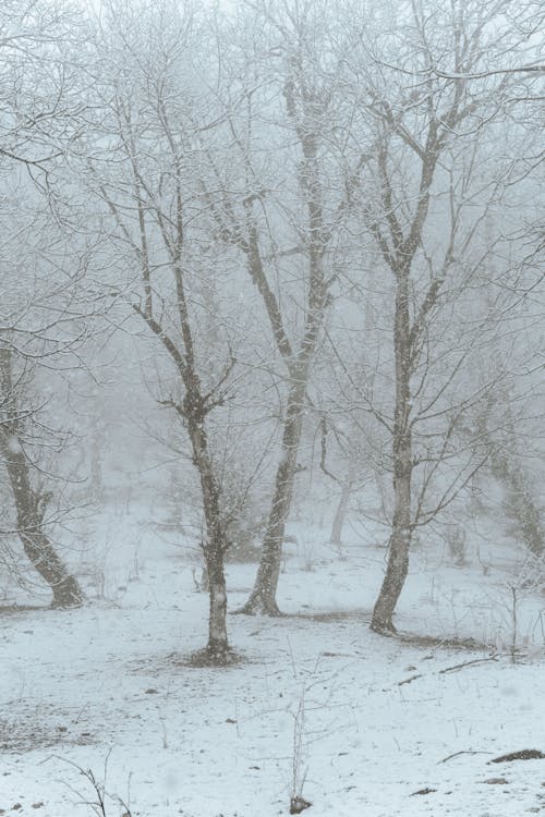 免费 光秃秃的树木, 冬季, 冷 的 免费素材图片 素材图片