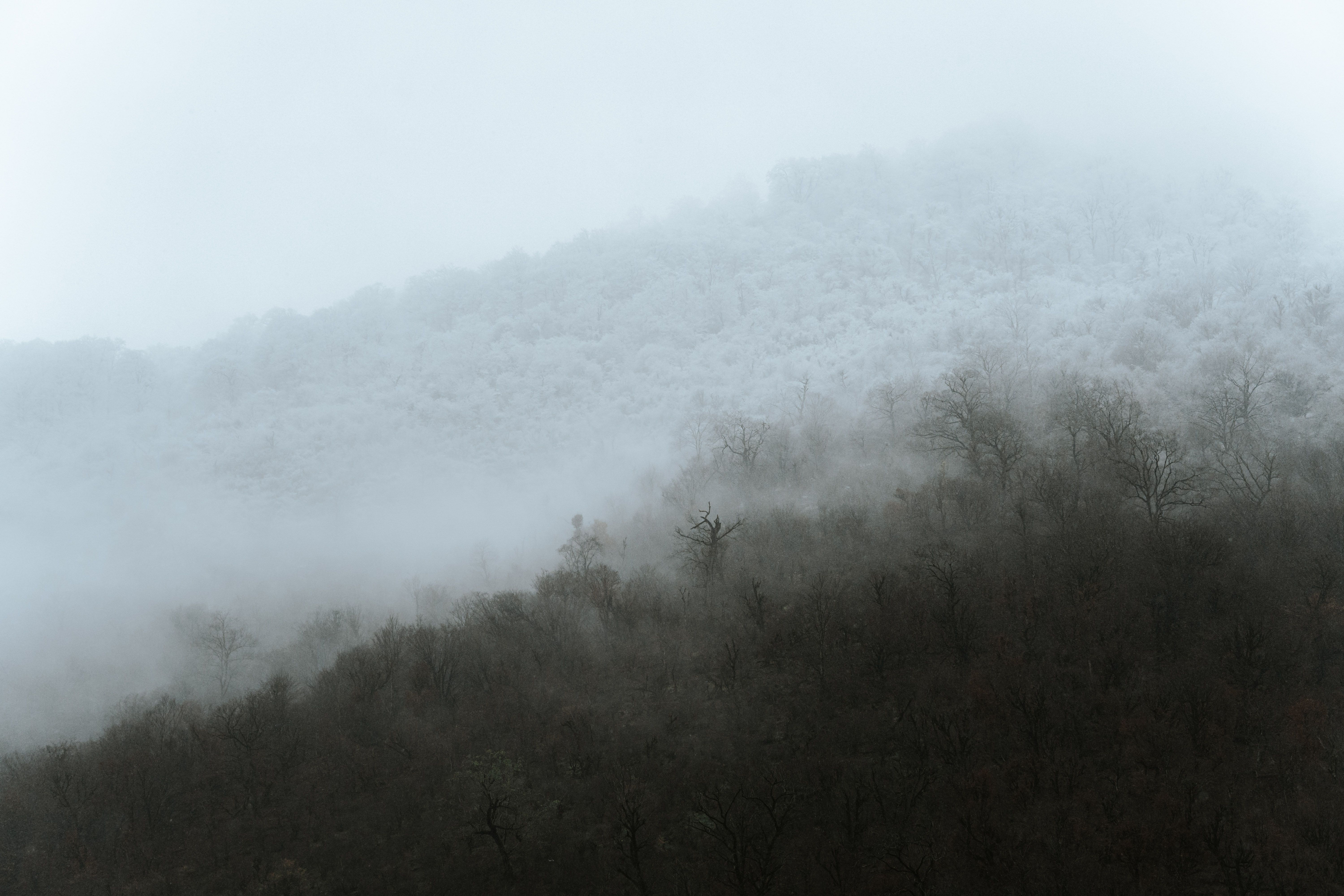 Green Trees in a Forest Covered With Fog · Free Stock Photo