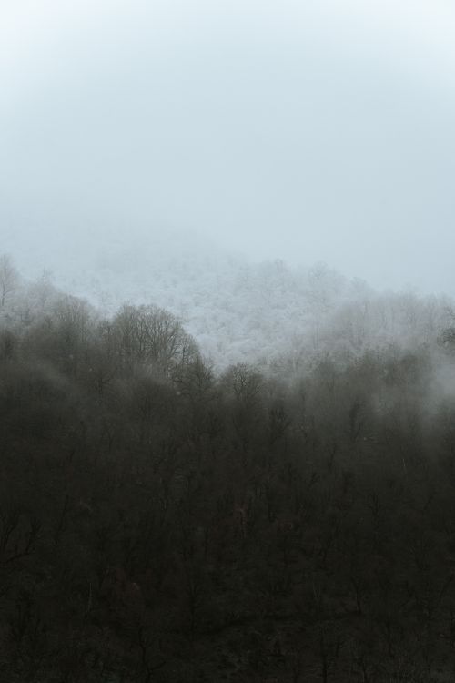 Free Serene misty mountain landscape with fog enveloping a winter forest, capturing nature's tranquility. Stock Photo