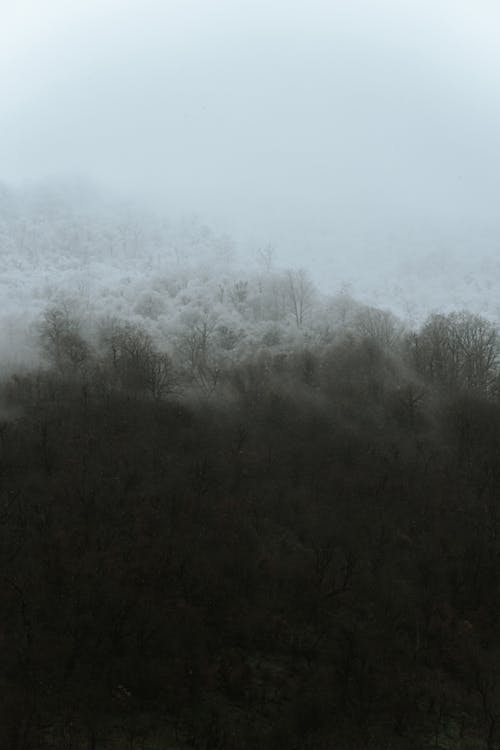 A Group of Green Trees Covered With Fog