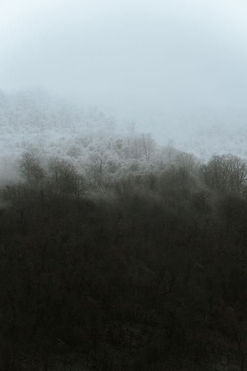 Free Serene foggy mountain landscape with a dense forest. Ideal for nature themes. Stock Photo