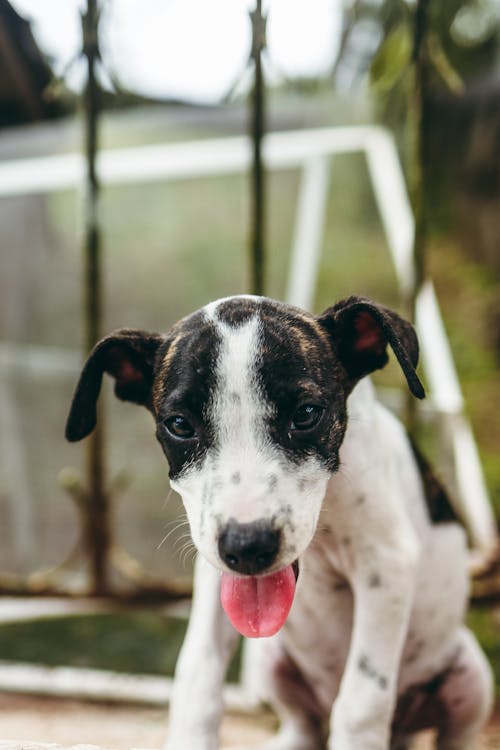  Short Coated Dog Showing His Tongue