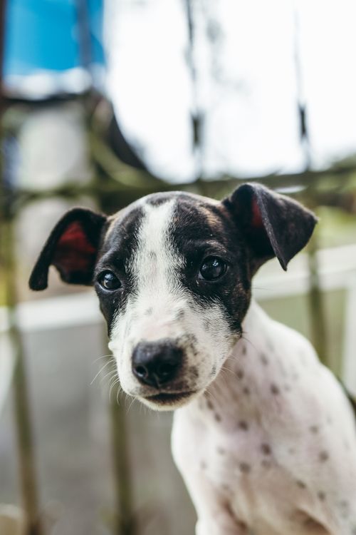 Free Adorable close-up portrait of a puppy outdoors, captured in natural lighting. Stock Photo