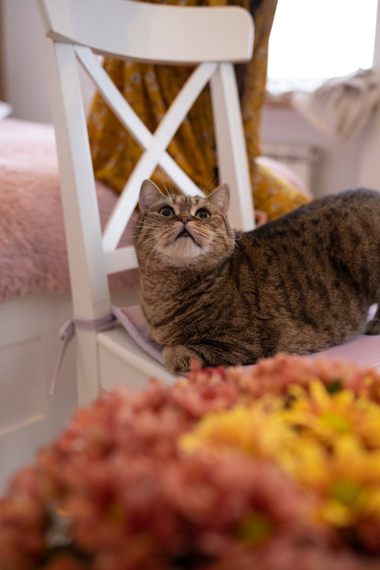 Close Up Photo Of Cat On A Chair