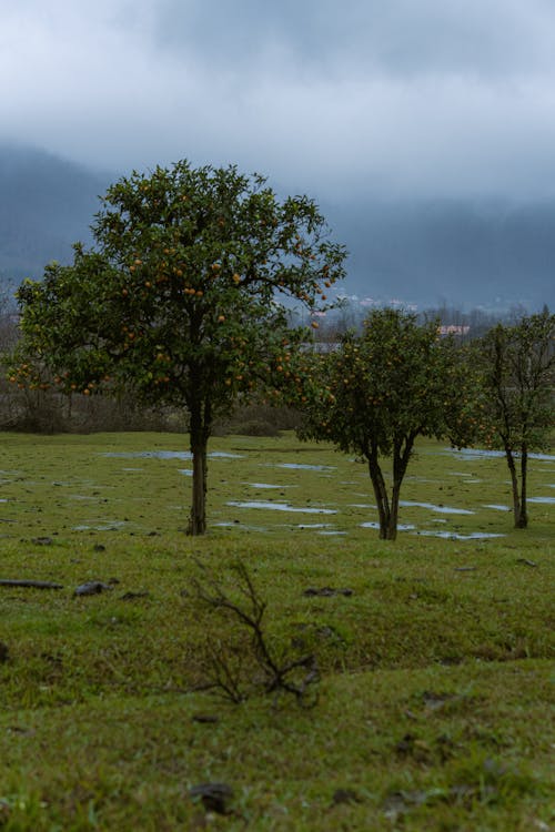 Photos gratuites de arbres, couvert, flaques