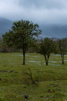 Misty orchard landscape with trees and puddles under a cloudy sky.