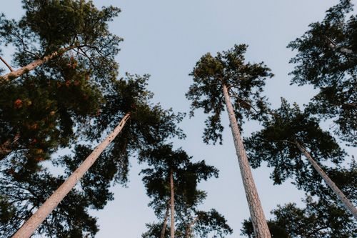 Free Looking up at towering forest trees with branches against a clear sky. Stock Photo
