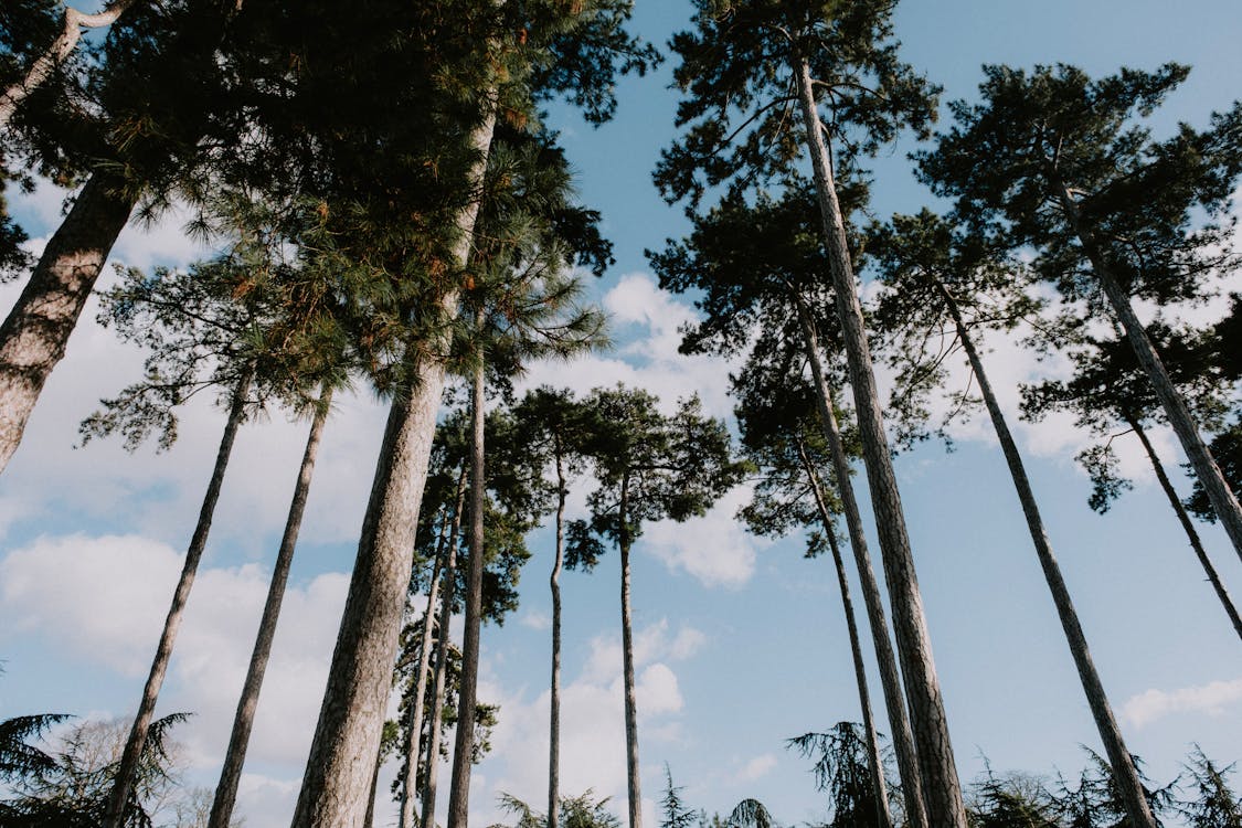 Clouds over Coniferous Trees