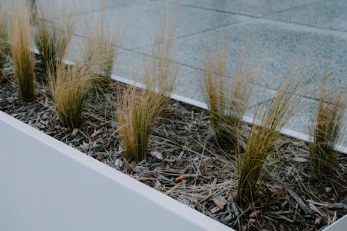 Grass in Flowerpot on Pavement