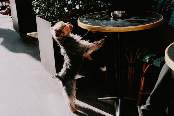 咖啡馆桌边的小型犬