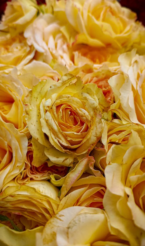 Yellow Roses in Close Up Photography