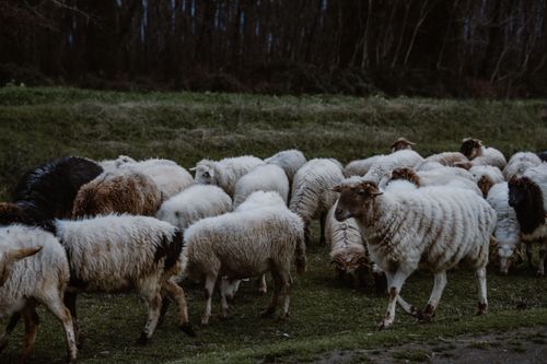 Free A tranquil scene of a flock of sheep grazing on lush grass in a serene rural setting. Stock Photo