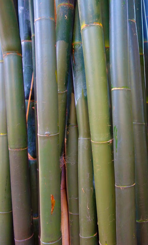 Bamboo Beauty