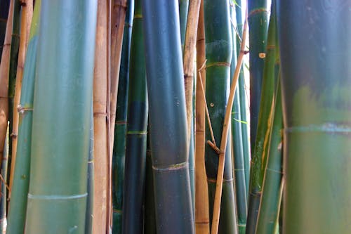 Bamboo Zen Garden