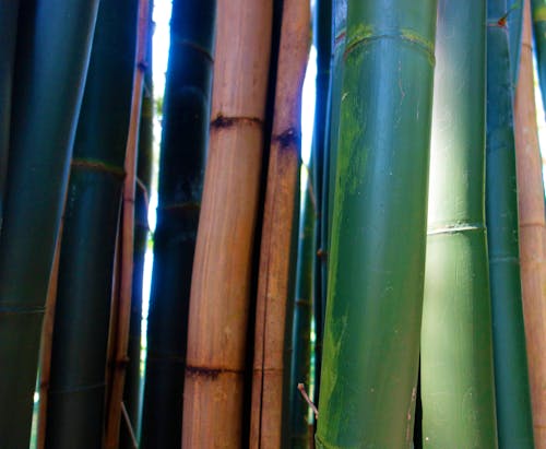 Fotobanka s bezplatnými fotkami na tému Ázia, bambus, bambusový les