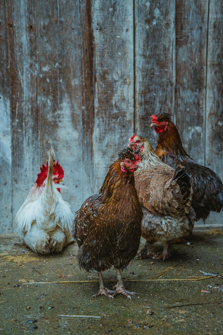  Roosters Beside Brown Wooden Wall