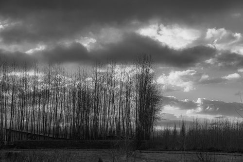 Free A striking grayscale image of leafless trees beneath a dramatic cloudy sky. Stock Photo