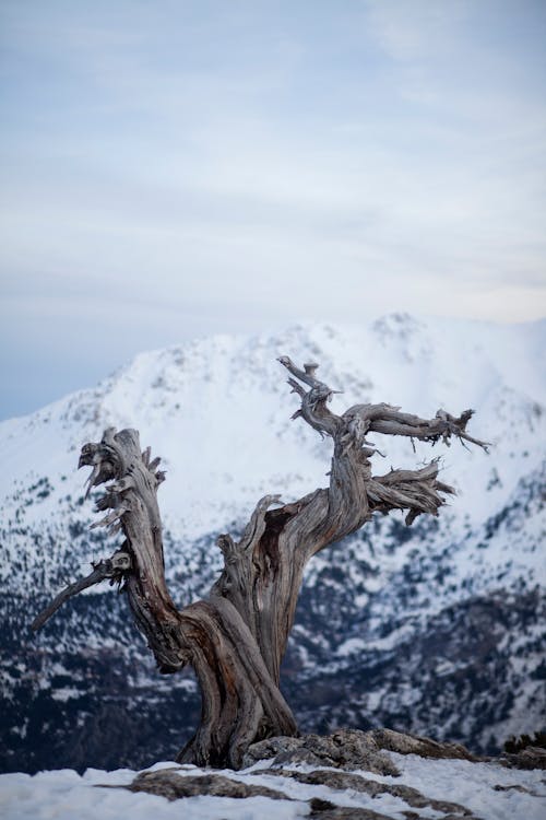 Dry, Leafless Tree at the Top of a Snowcapped Mountain 