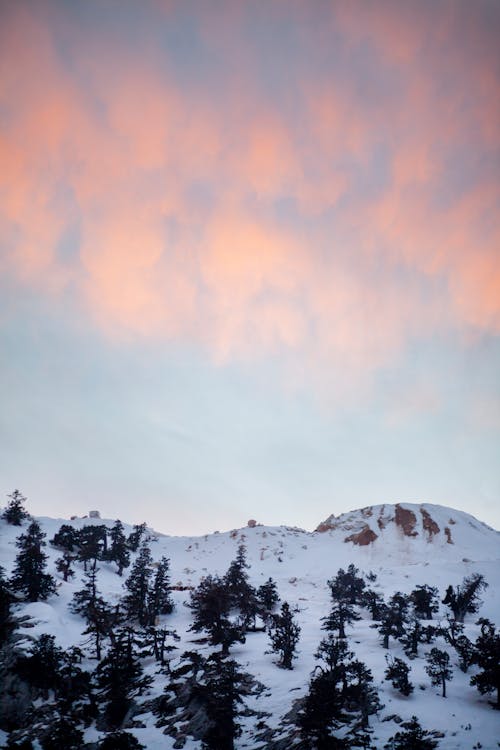 Základová fotografie zdarma na téma bílá, borovice, hora