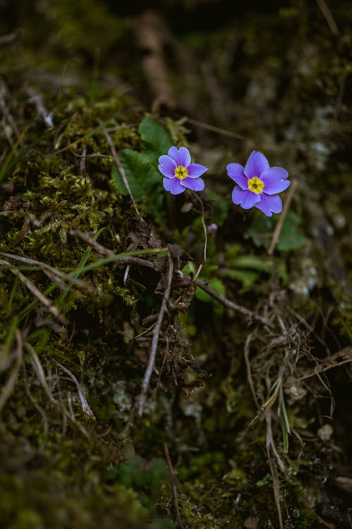 Flowers on Ground