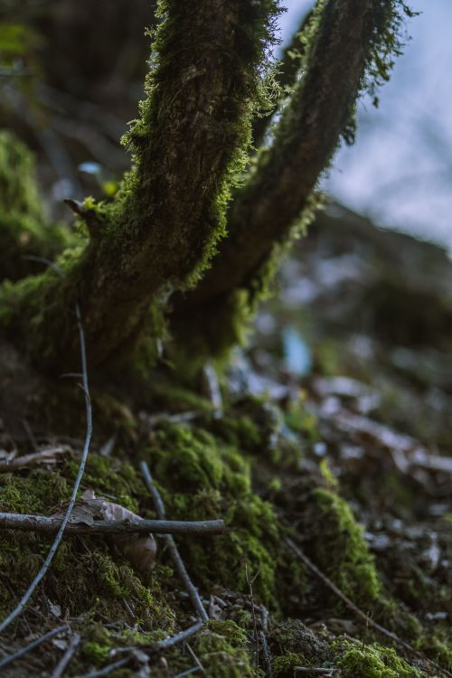 Free Detailed view of vibrant green moss covering forest floor, highlighting natural growth. Stock Photo
