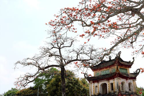 Orange Petaled Tree Near Temple