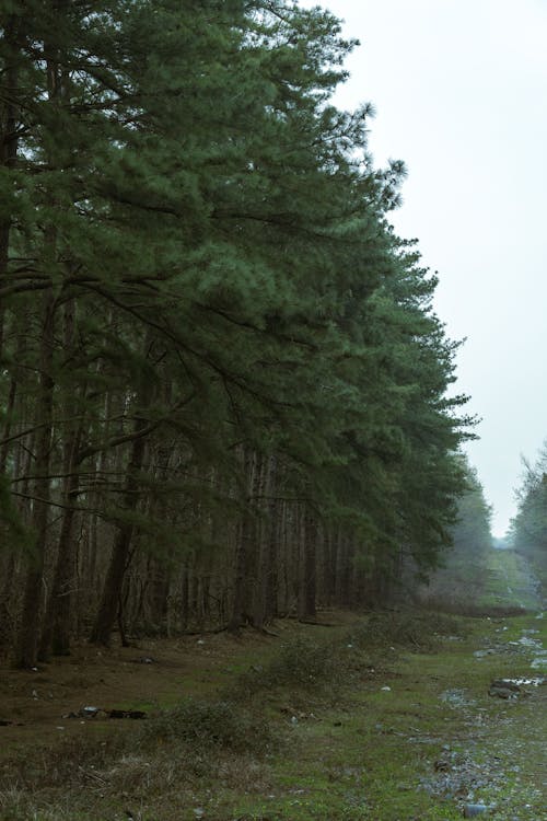 Trees in Evergreen Forest