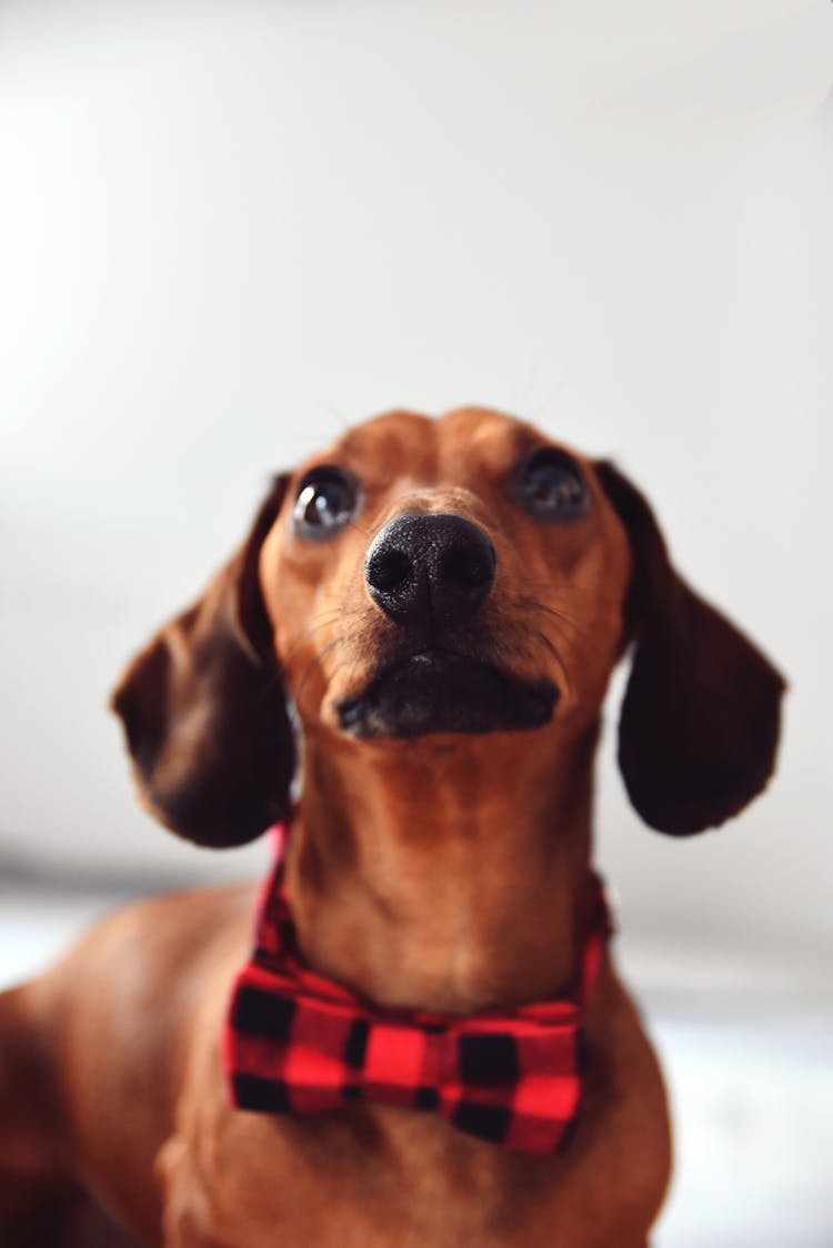 Dog With Bow