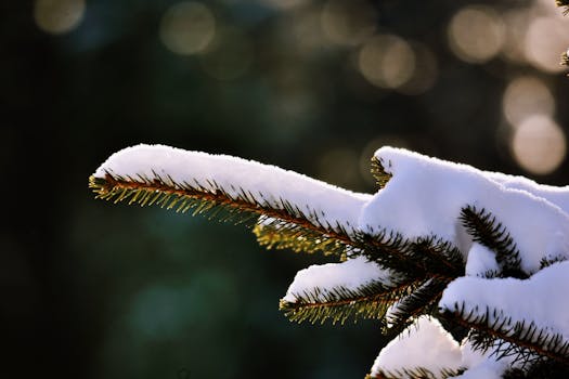 Close-up of snow-covered pine branch with blurred winter background.