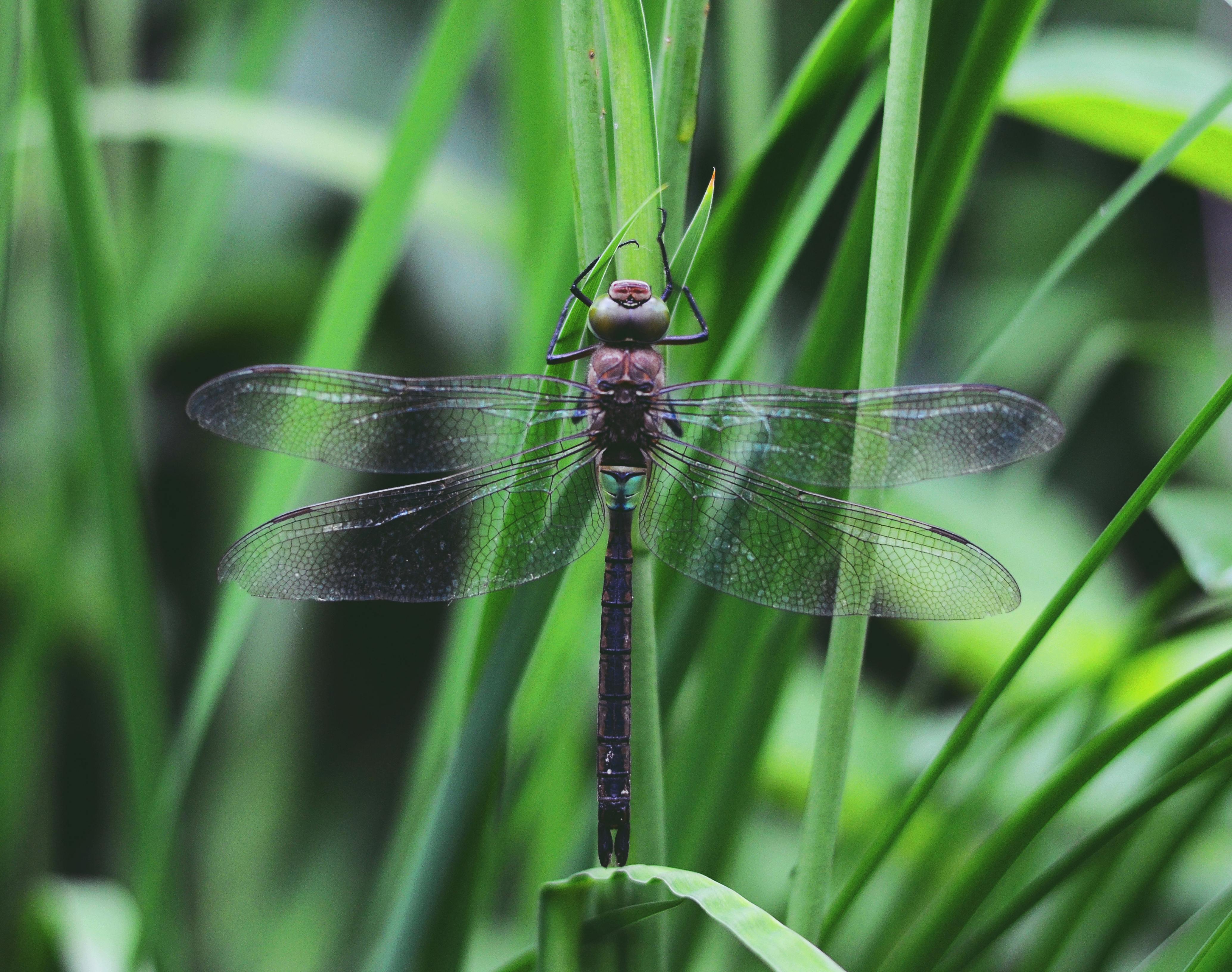 Dragonfly Wallpaper Photos, Download The BEST Free Dragonfly Wallpaper