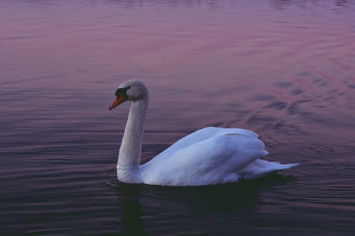 Бесплатное стоковое фото с вечер, вода, водоплавающая птица