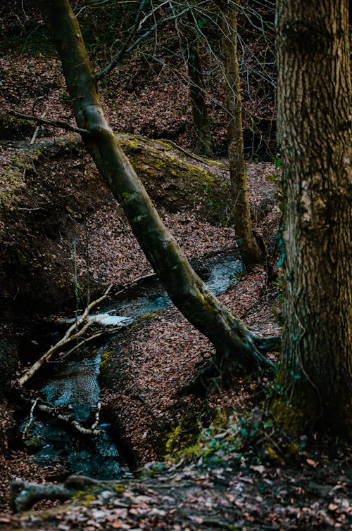 Free A Narrow Creek in the Forest Ground Stock Photo
