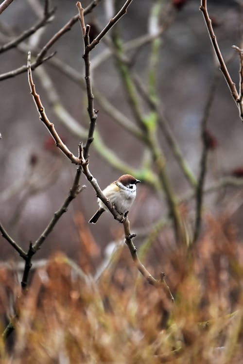 Brown and White Bird on Tree Branch
