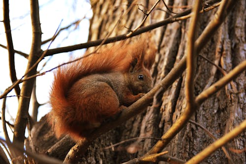  Squirrel on Brown Tree Branch