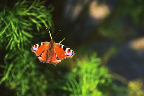 Бесплатное стоковое фото с бабочка, животное, крупный план