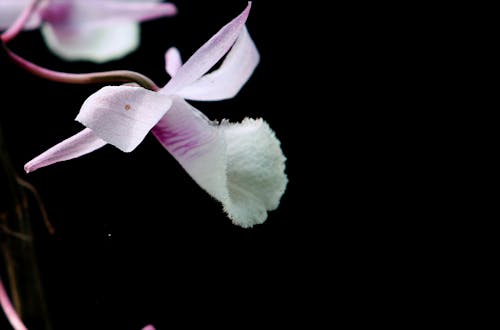 Free Close-up Photography Of Cattleya Orchid Stock Photo