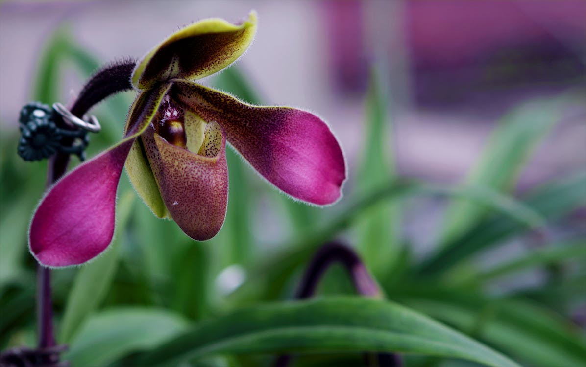 免费 紫色兰花的景深照片 素材图片