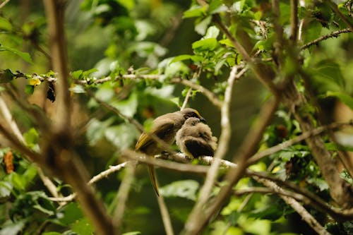 Birds Perching on Branches