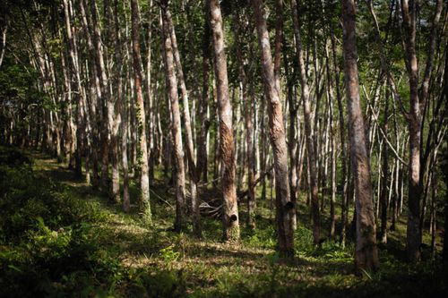 Free Sun-dappled view of tall trees in a serene forest setting, ideal for nature themes. Stock Photo