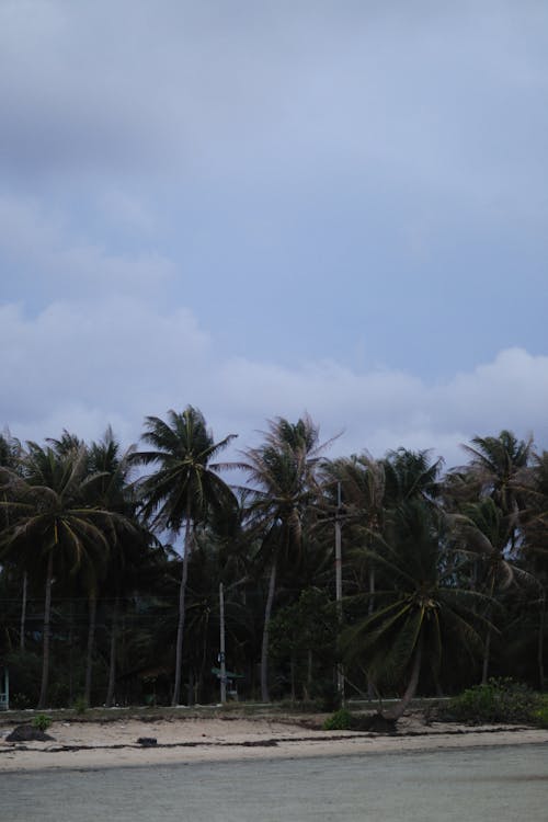 Бесплатное стоковое фото с вертикальный выстрел, деревья, кокосовые пальмы