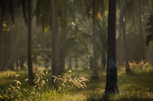 Darmowe zdjęcie z galerii z dżungla, flora, las