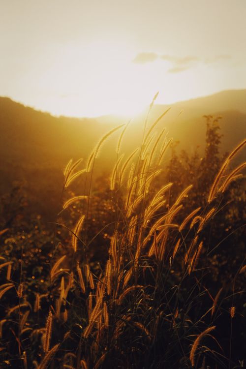 Free Sunrise illuminating the countryside with golden light and long grass in foreground. Stock Photo