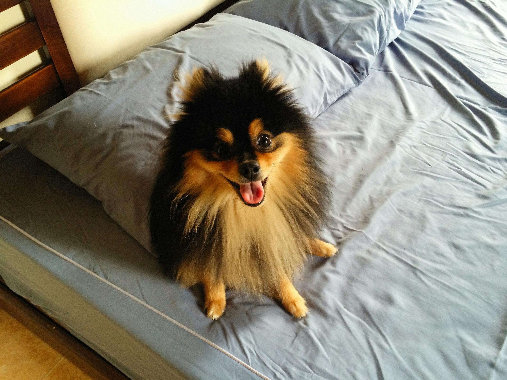 Black and Brown Pomeranian Sitting on the Bed